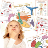 🔥HOT SALE 49%OFF🎁Body Organs Busy Book For Kids