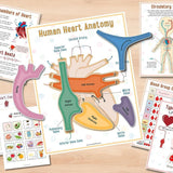 🔥HOT SALE 49%OFF🎁Body Organs Busy Book For Kids